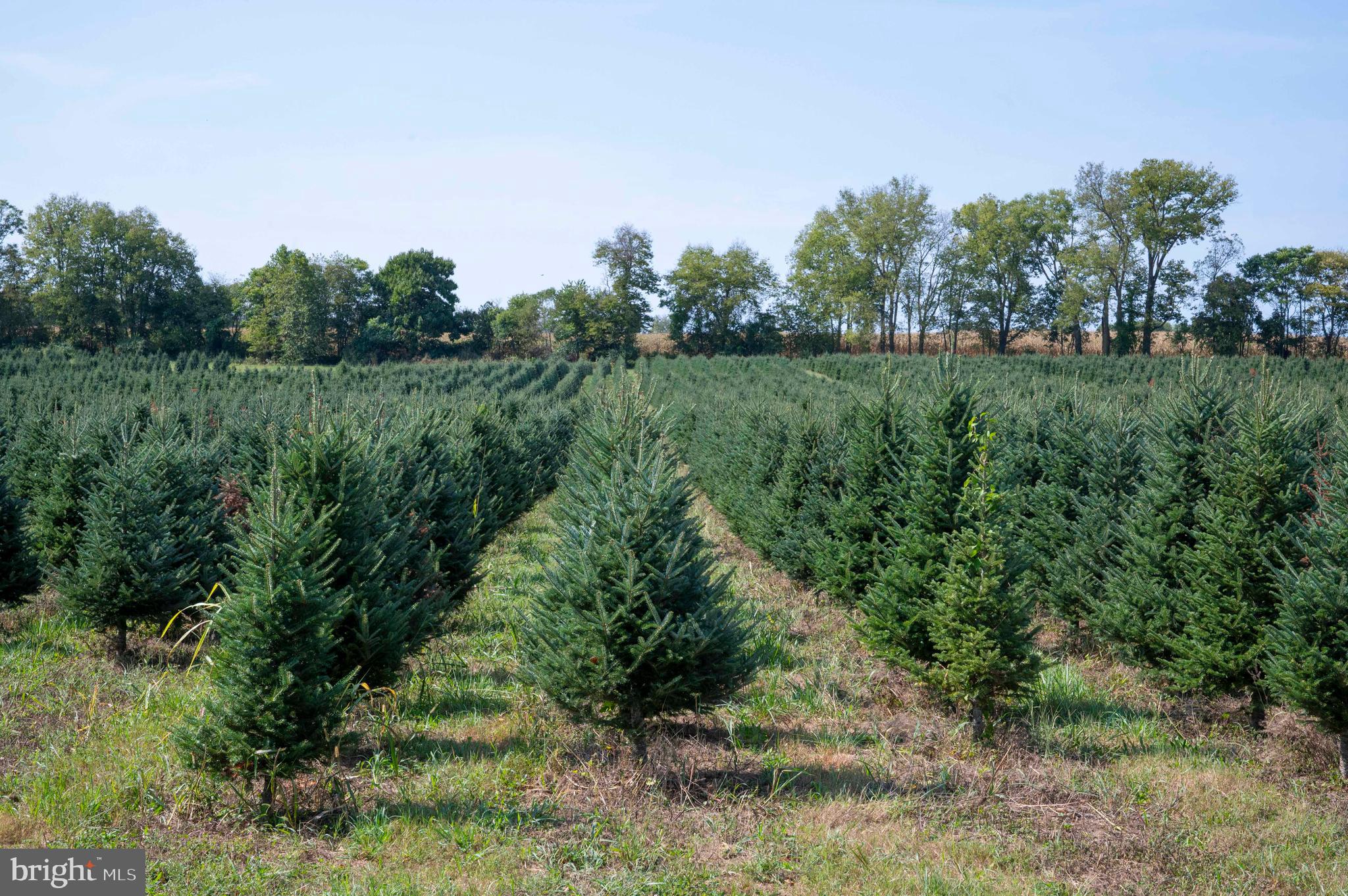 364 Knott Road Shepherdstown, WV 25443 - Photo 61 of 66 a view of a lush green outdoor space with a lake view