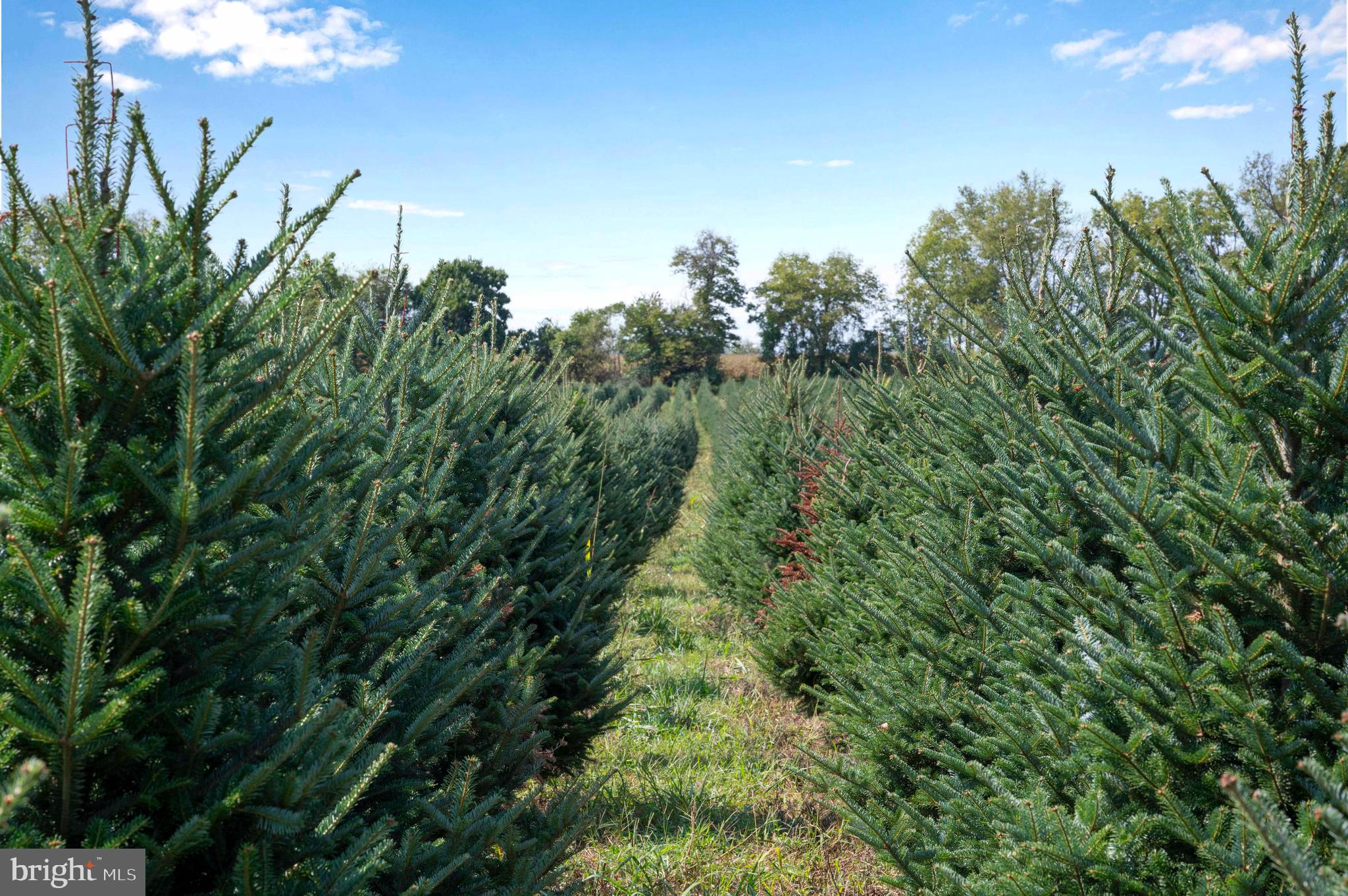 364 Knott Road Shepherdstown, WV 25443 - Photo 62 of 66