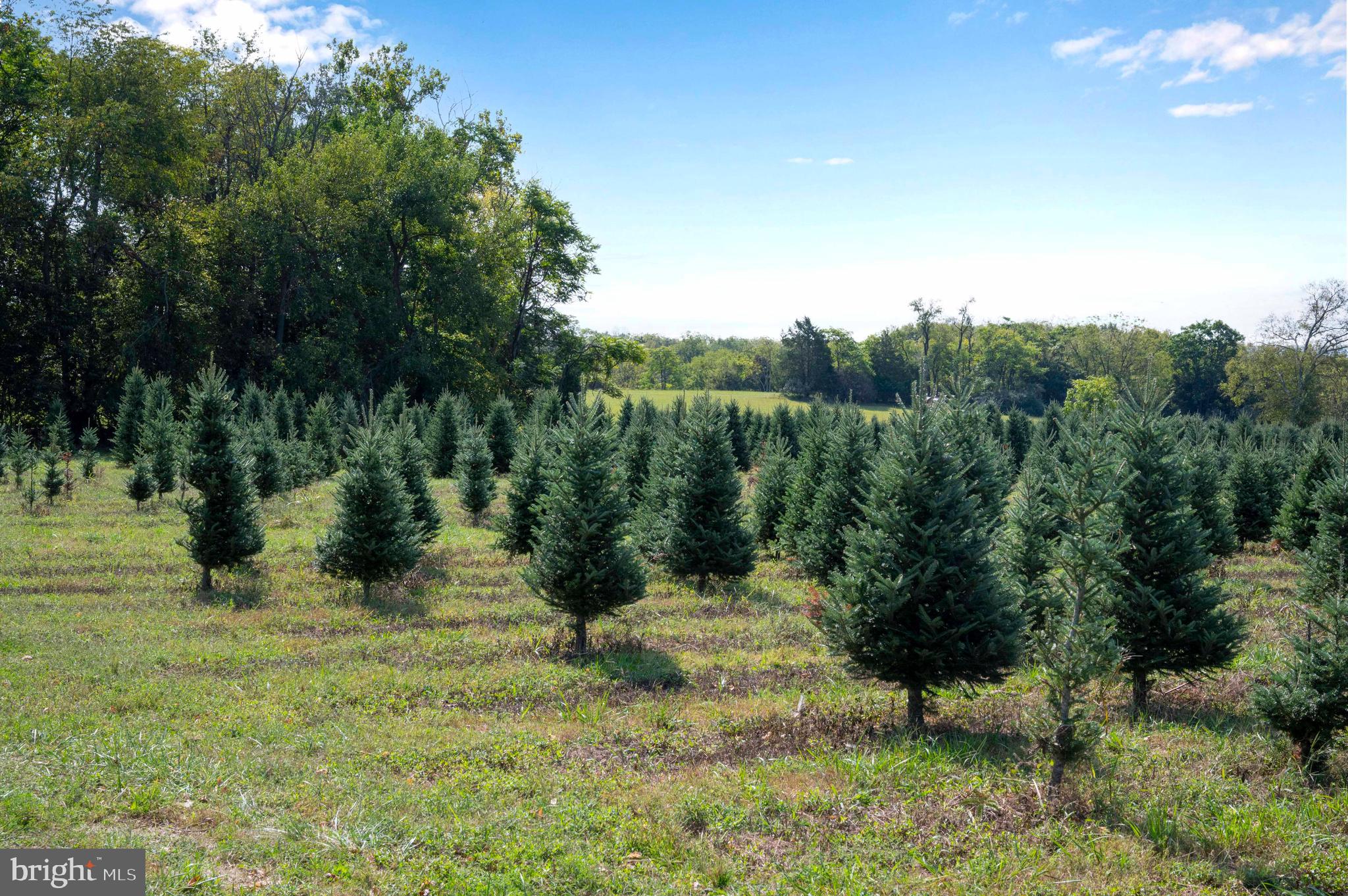 364 Knott Road Shepherdstown, WV 25443 - Photo 64 of 66 a view of a yard with a tree