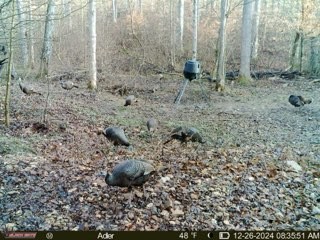 4220 Will Jackson Road Cadiz, KY 42211 - Photo 11 of 14 a view of a dry yard with trees