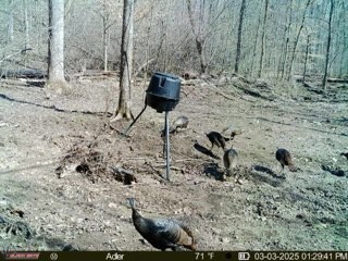 4220 Will Jackson Road Cadiz, KY 42211 - Photo 12 of 14 a view of a backyard of the house