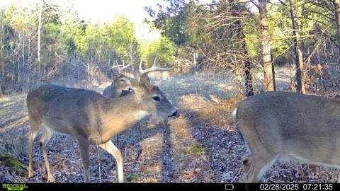 4220 Will Jackson Road Cadiz, KY 42211 - Photo 13 of 14 a view of a yard