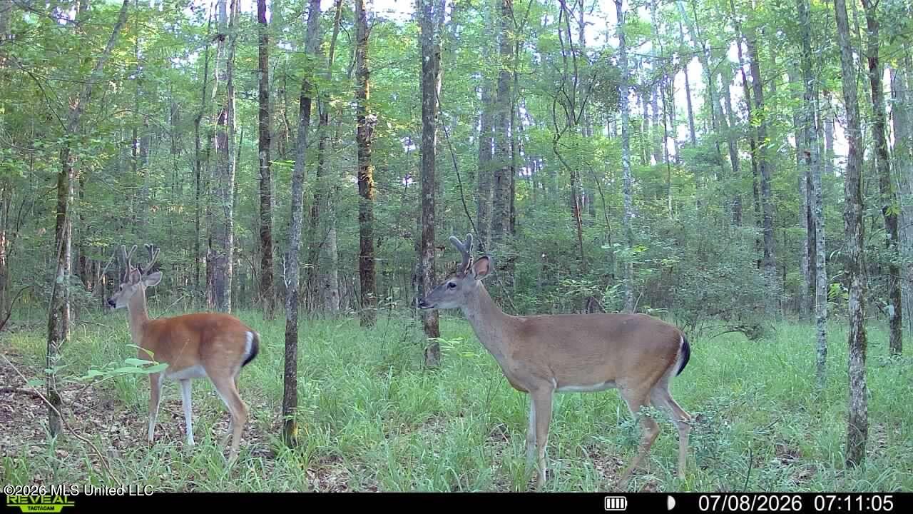 235 Woodrow Martin Road Brandon, MS 39042 - Photo 10 of 36 IMG_0836