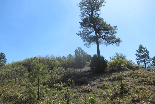 a view of a bunch of trees