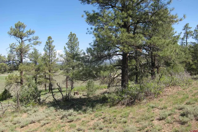 a view of a field with trees in the background