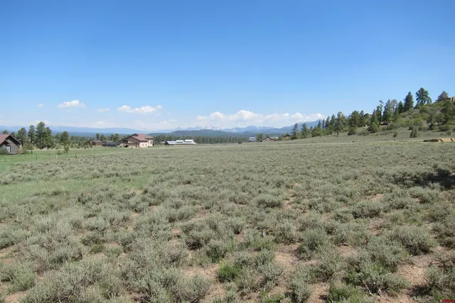 a view of a tree in a yard