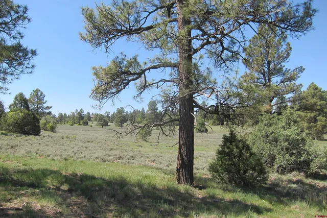a view of a field with trees in the background