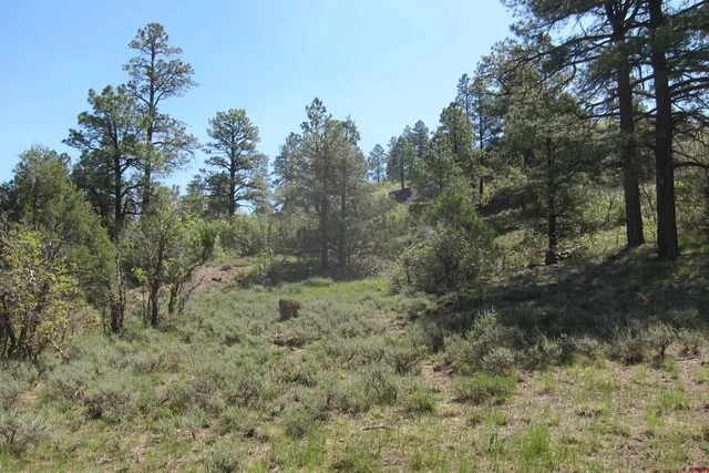 a view of a forest with trees in the background