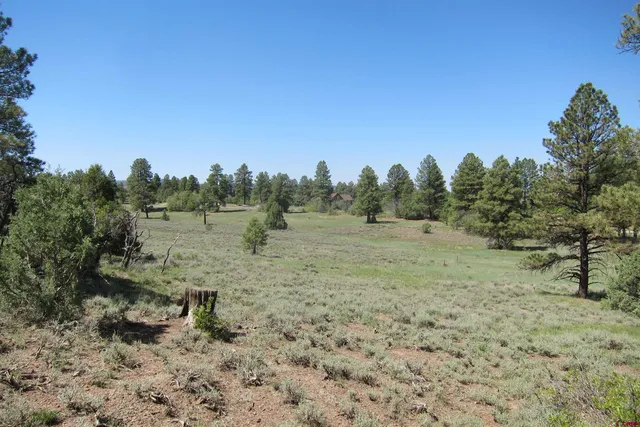 a view of a yard with a tree