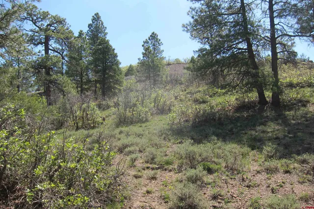 a view of a yard with trees