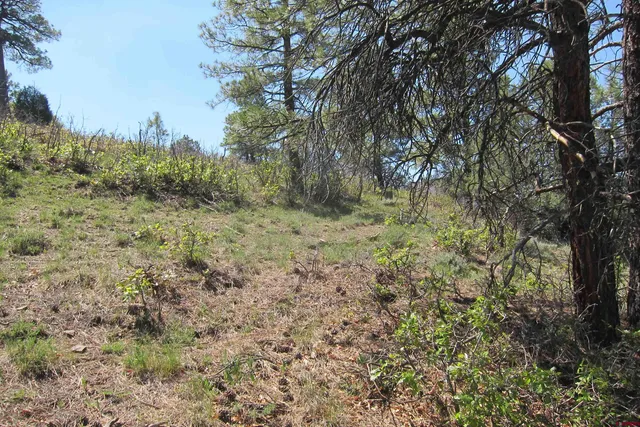 a view of a yard with a tree
