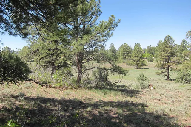 a view of a forest with a tree
