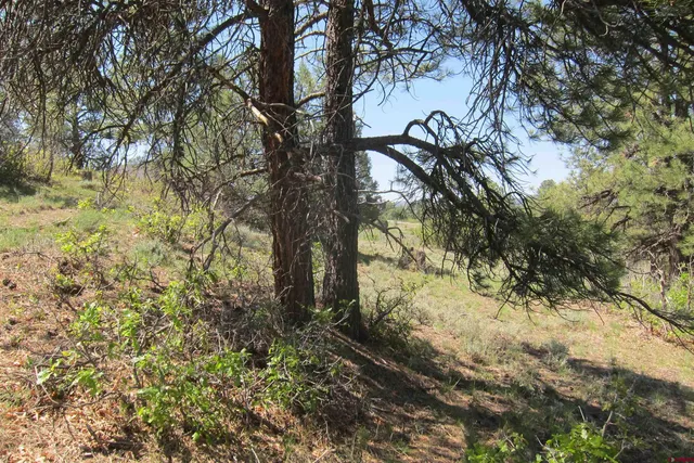 a view of a forest with trees in front of it