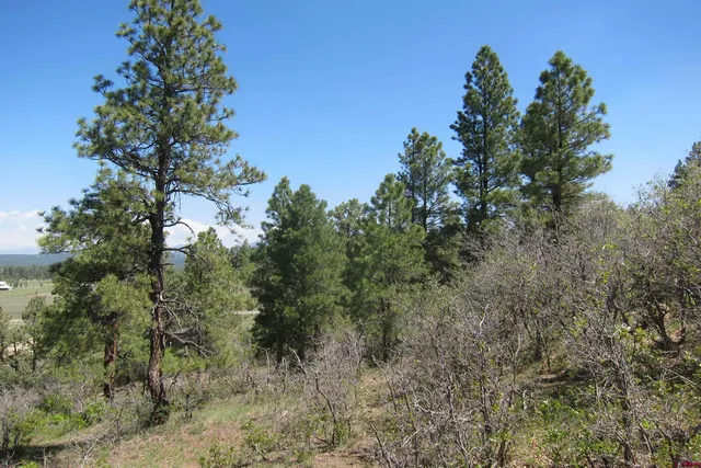a view of an outdoor space with trees