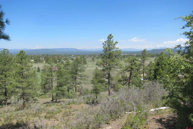 a view of a bunch of trees
