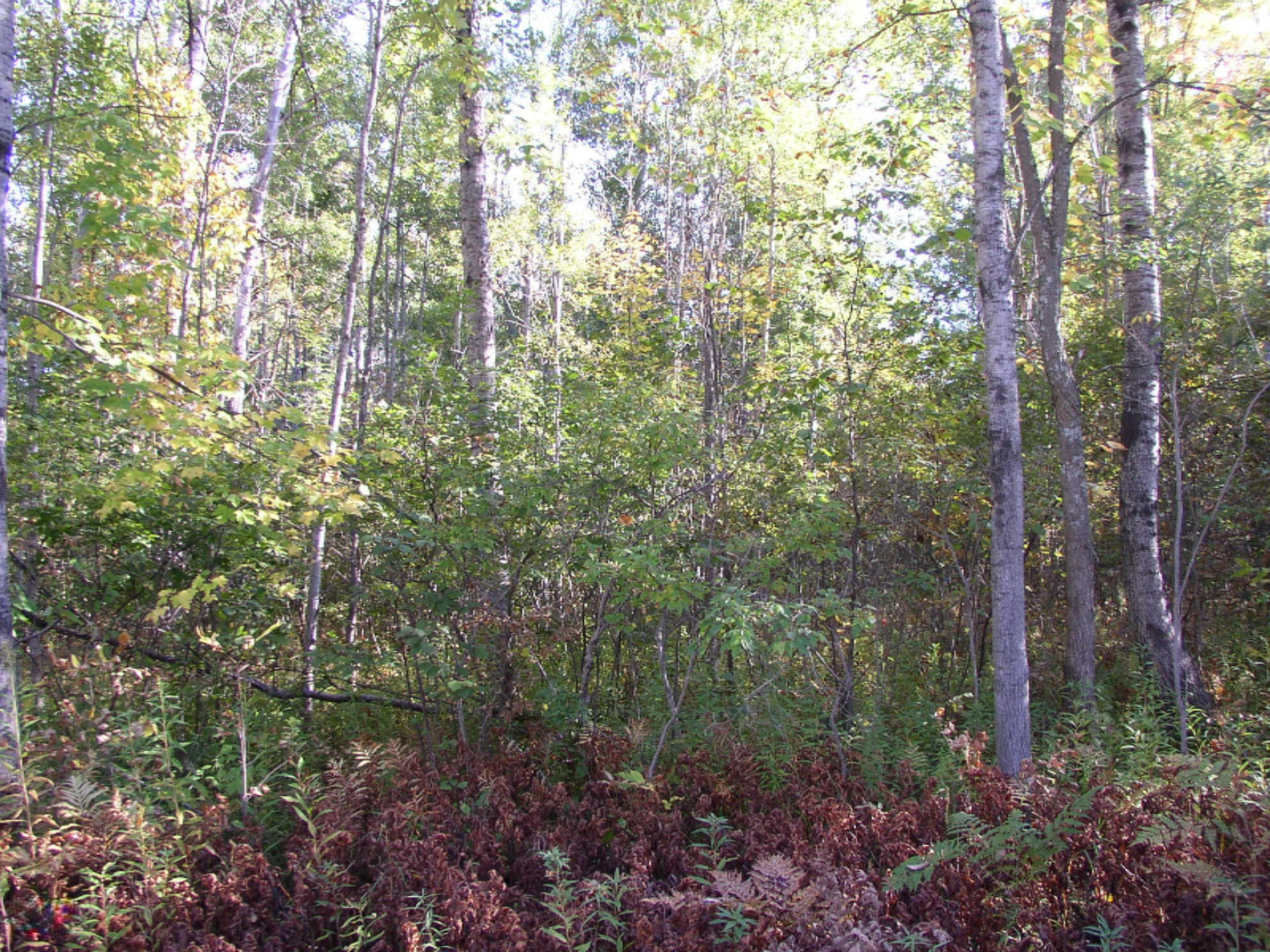 15325 Creamery Road Kaleva, MI 49645 - Photo 5 of 5 P1010026