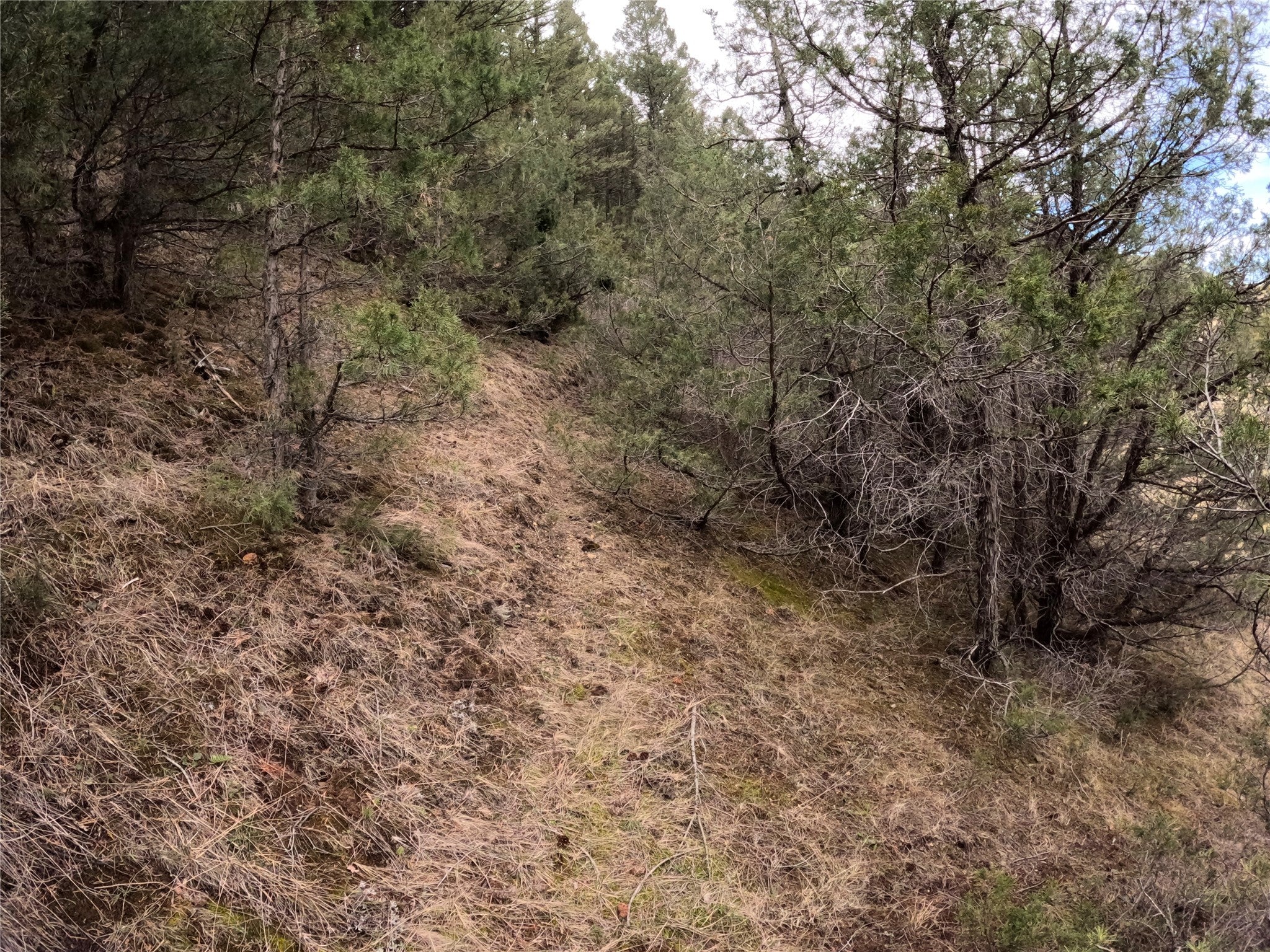 Three Pole Gulch Road Three Forks, MT 59752 - Photo 13 of 27 Game trail parallelling road, heading to spring
