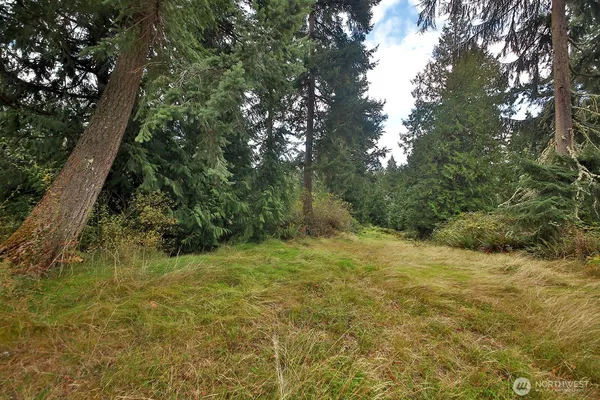 a view of a yard with a tree