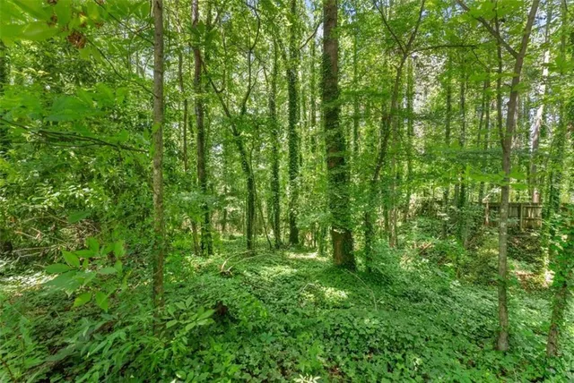 a view of a lush green forest