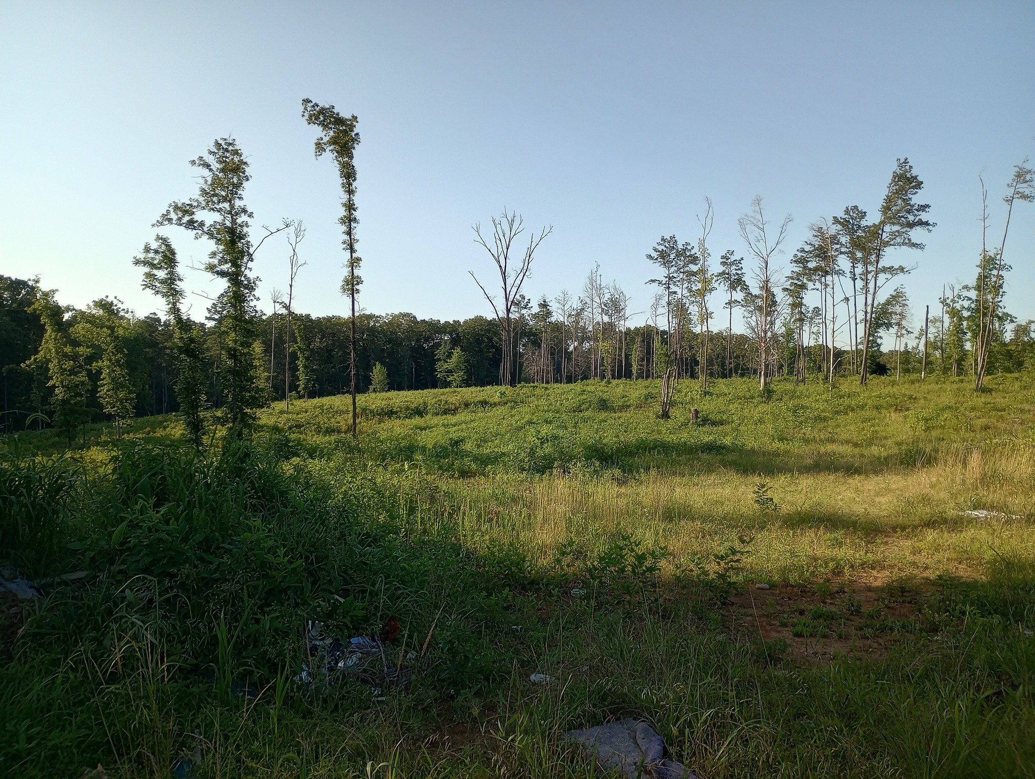 0 Travis Boyd Road Mansfield, TN 38236 - Photo 3 of 6 a view of a grassy area