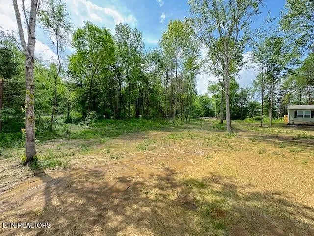 a view of a trees with a backyard