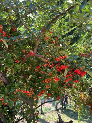 a view of a yard with plants and large trees