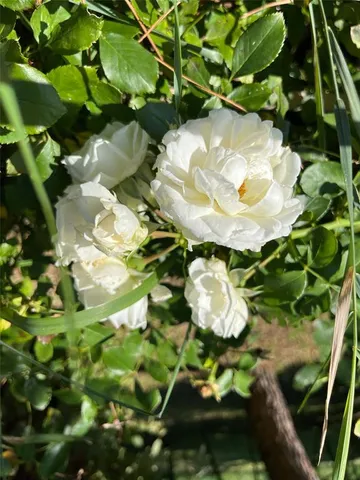 $10,500,000 | 2 Via Pavarana Grezzana Outside Of The Us 37023, Big Rock, Veneto 37023