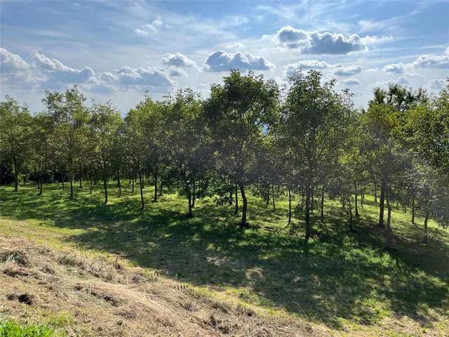 a view of a white house with a big yard and large tree