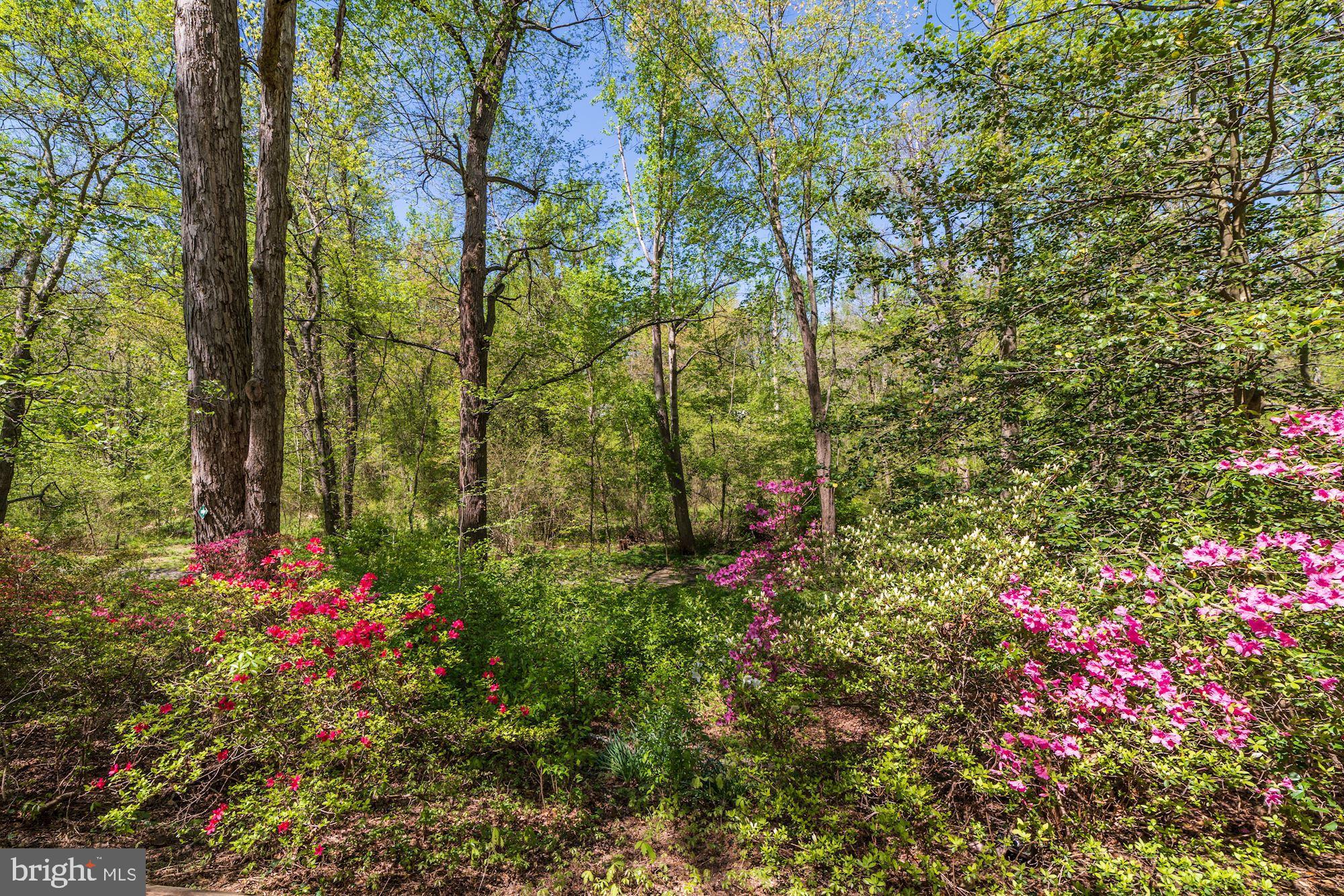 11310 Myrtle Lane Reston, VA 20191 - Photo 38 of 42 a view of a flower in a garden