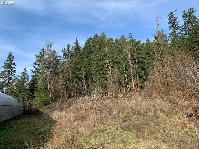 a view of a forest with a tree