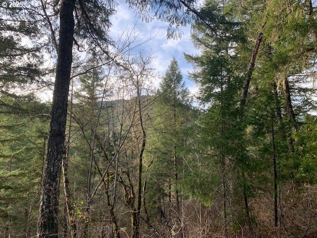 1424 Cavitt Creek Road Glide, OR 97443 - Photo 13 of 16 a view of a forest with a tree