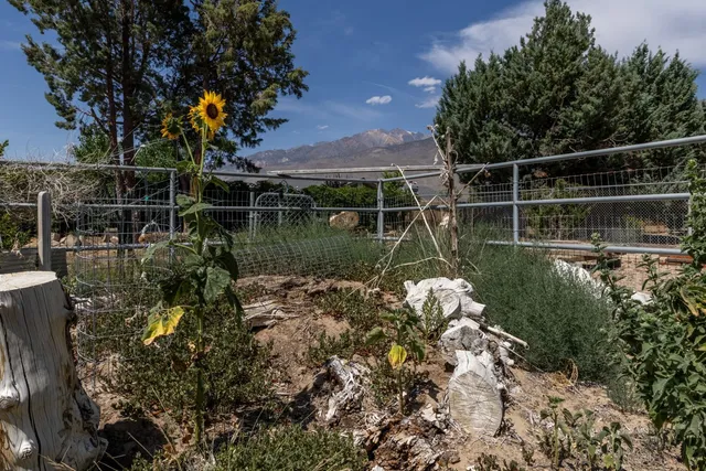 a body of water with a tree in the background