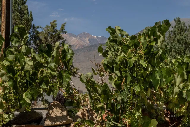 a view of a plant in a garden
