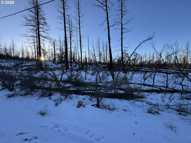 a view of a yard with lots of trees