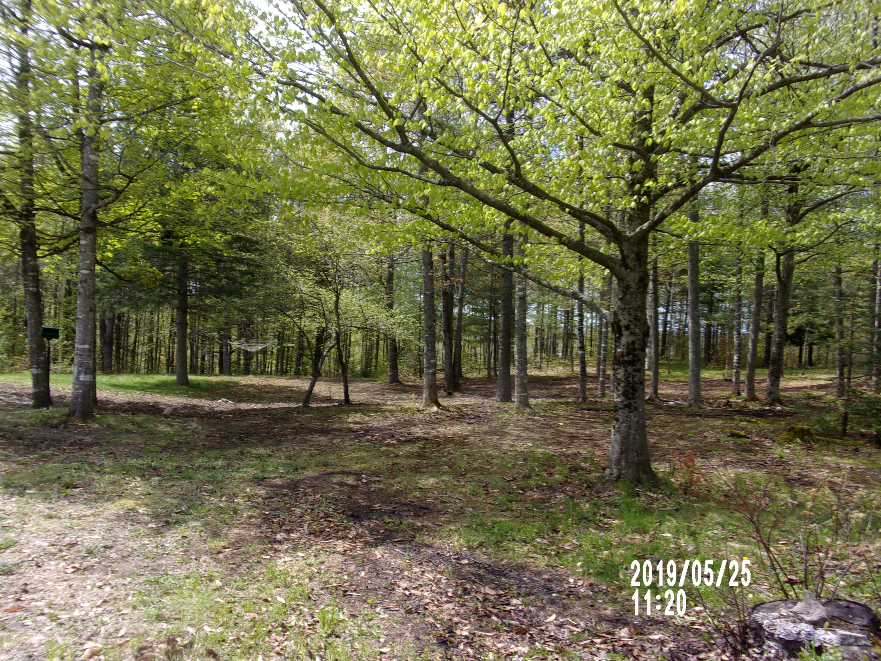 74 Guilford Center Road Guilford, ME 04443 - Photo 5 of 32 back yard