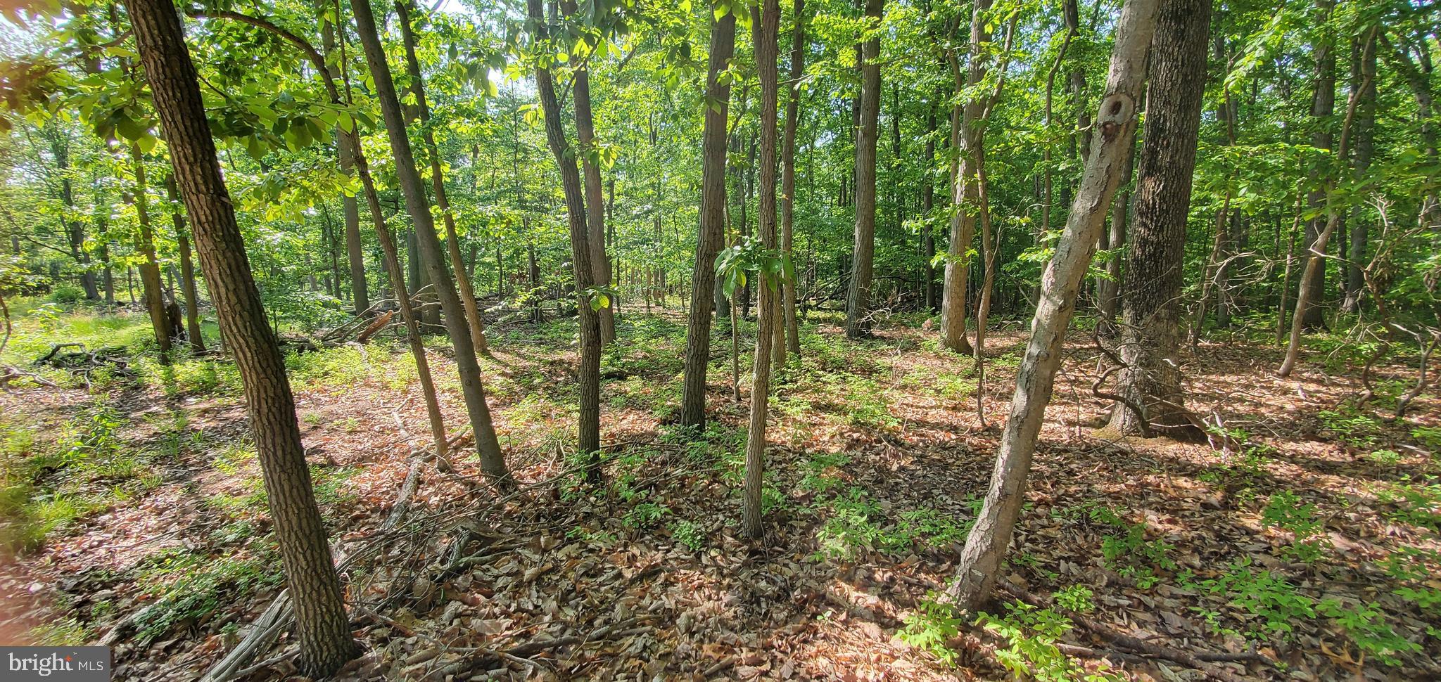 391 Principio Road Port Deposit, MD 21904 - Photo 4 of 5 Gallery Image 4