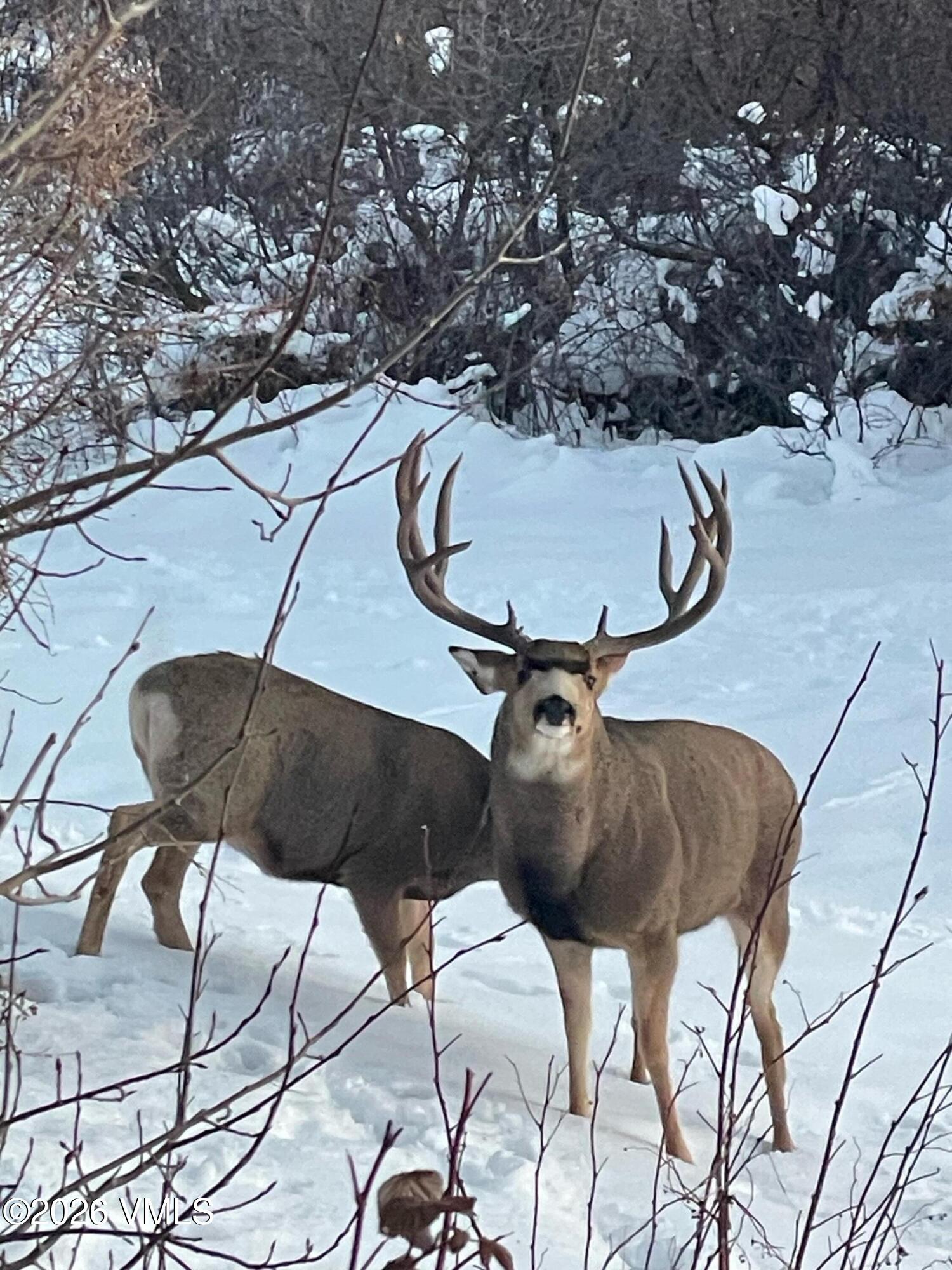6010 Salt Creek Road Eagle, CO 81631 - Photo 63 of 69 Buck in yard