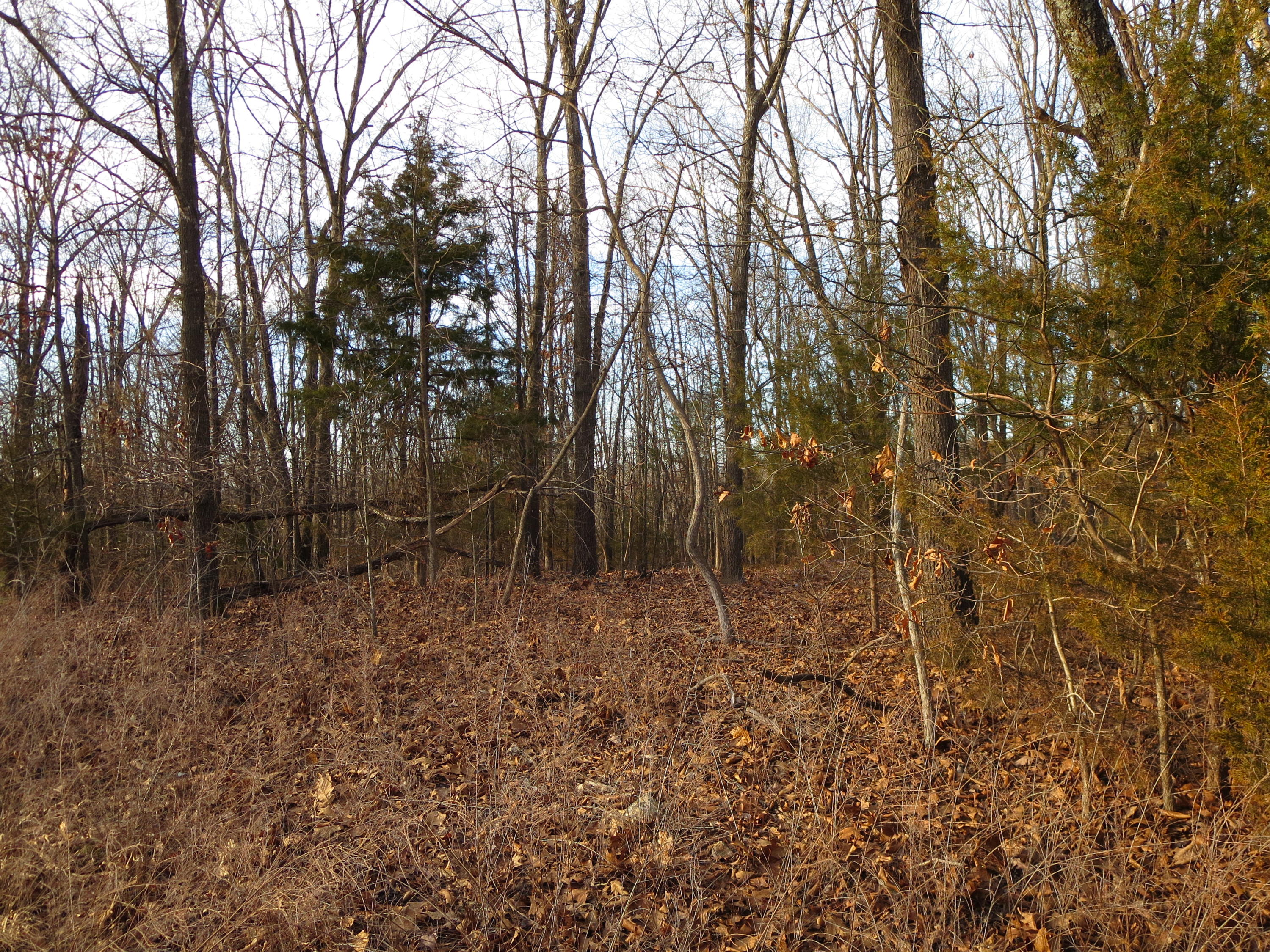 513 Tate Road Ridgedale, MO 65739 - Photo 1 of 1 Mature Timber