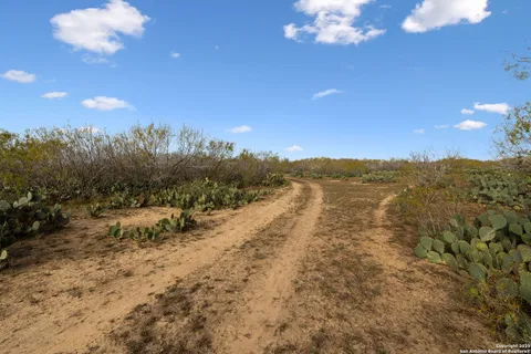 a view of a forest with a tree in the background