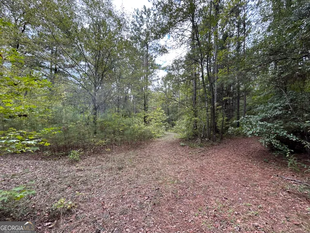 a view of a forest with trees in the background