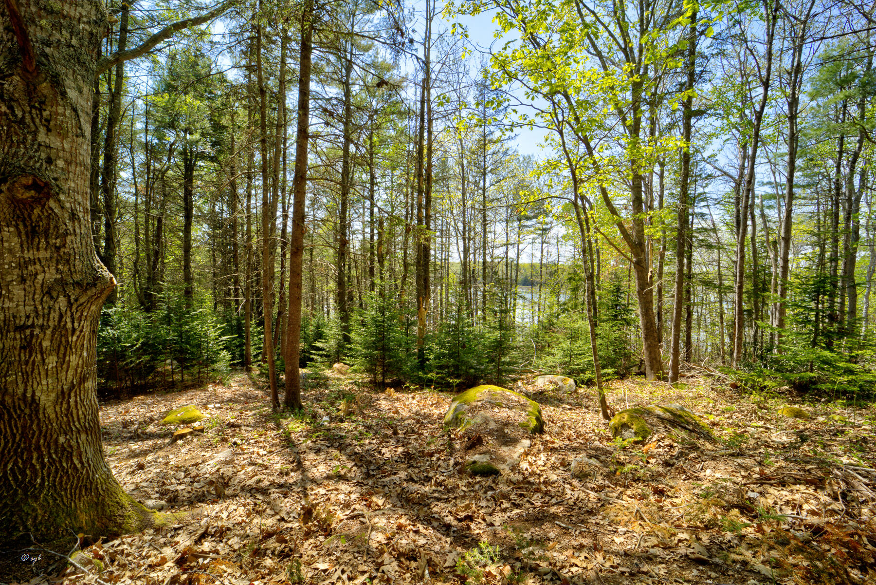 Tbd Frank's Flat Sedgwick, ME 04676 - Photo 24 of 54 Frank's Flat Land 6