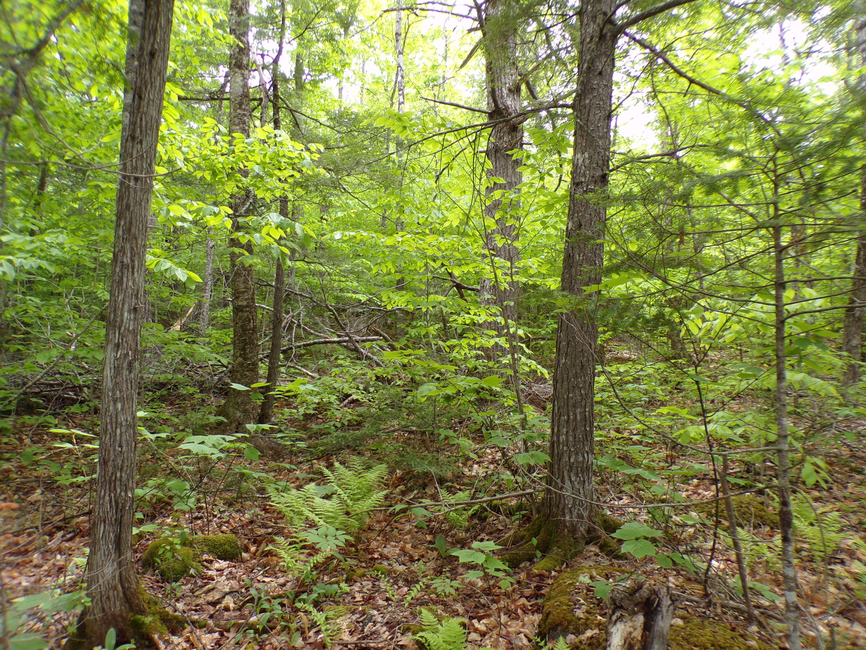 0 Town Farm Road Sebec, ME 04481 - Photo 10 of 15 101_0087 (1)