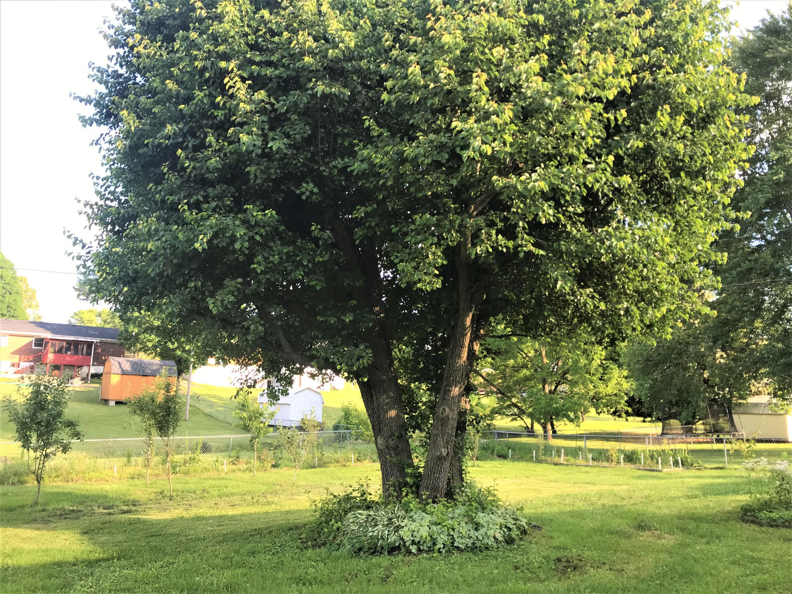 875 West Bourbon Road Somerset, KY 42503 - Photo 50 of 60 Bradford Pear and fruit trees