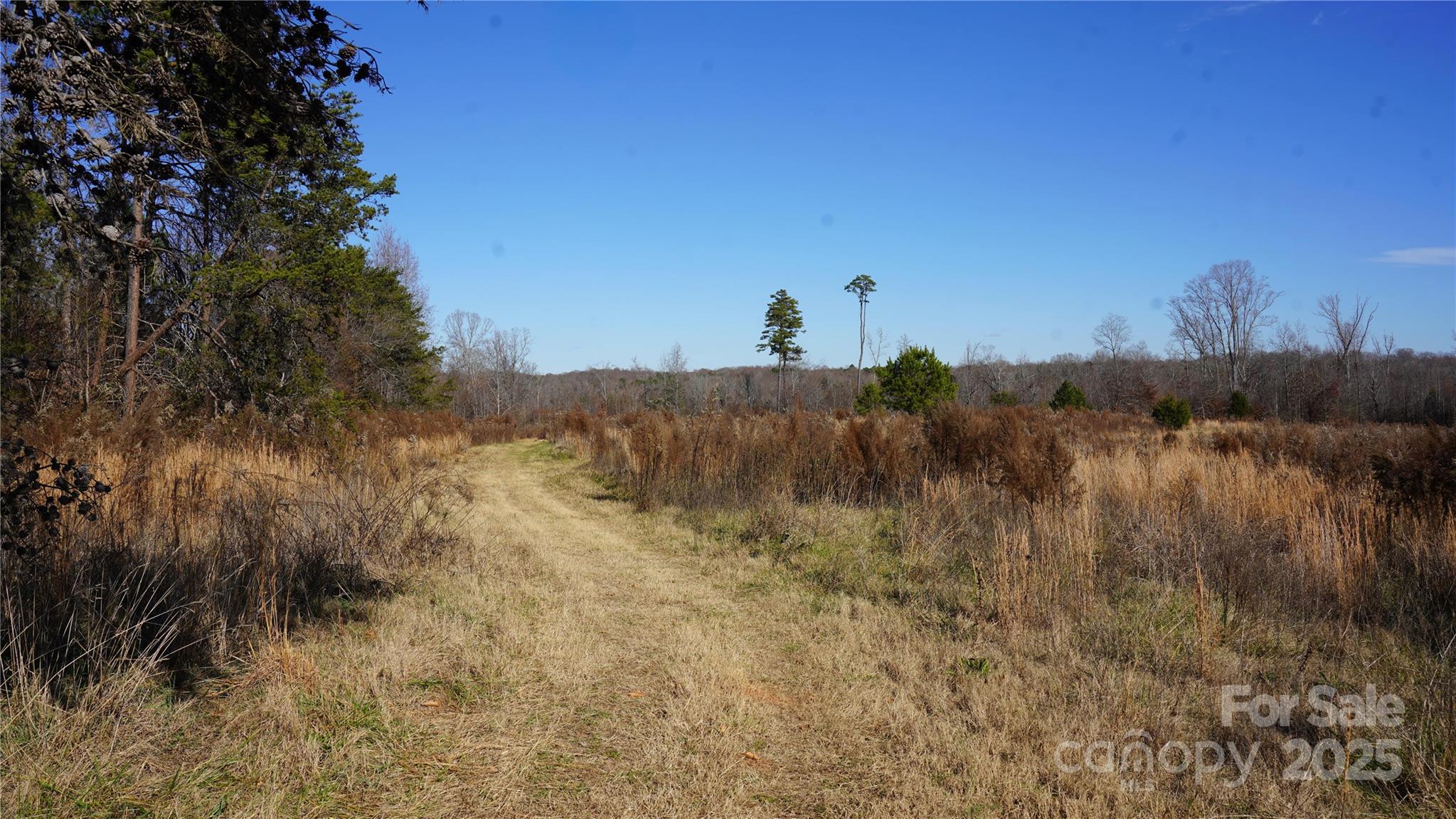 a view of a dry yard with trees
