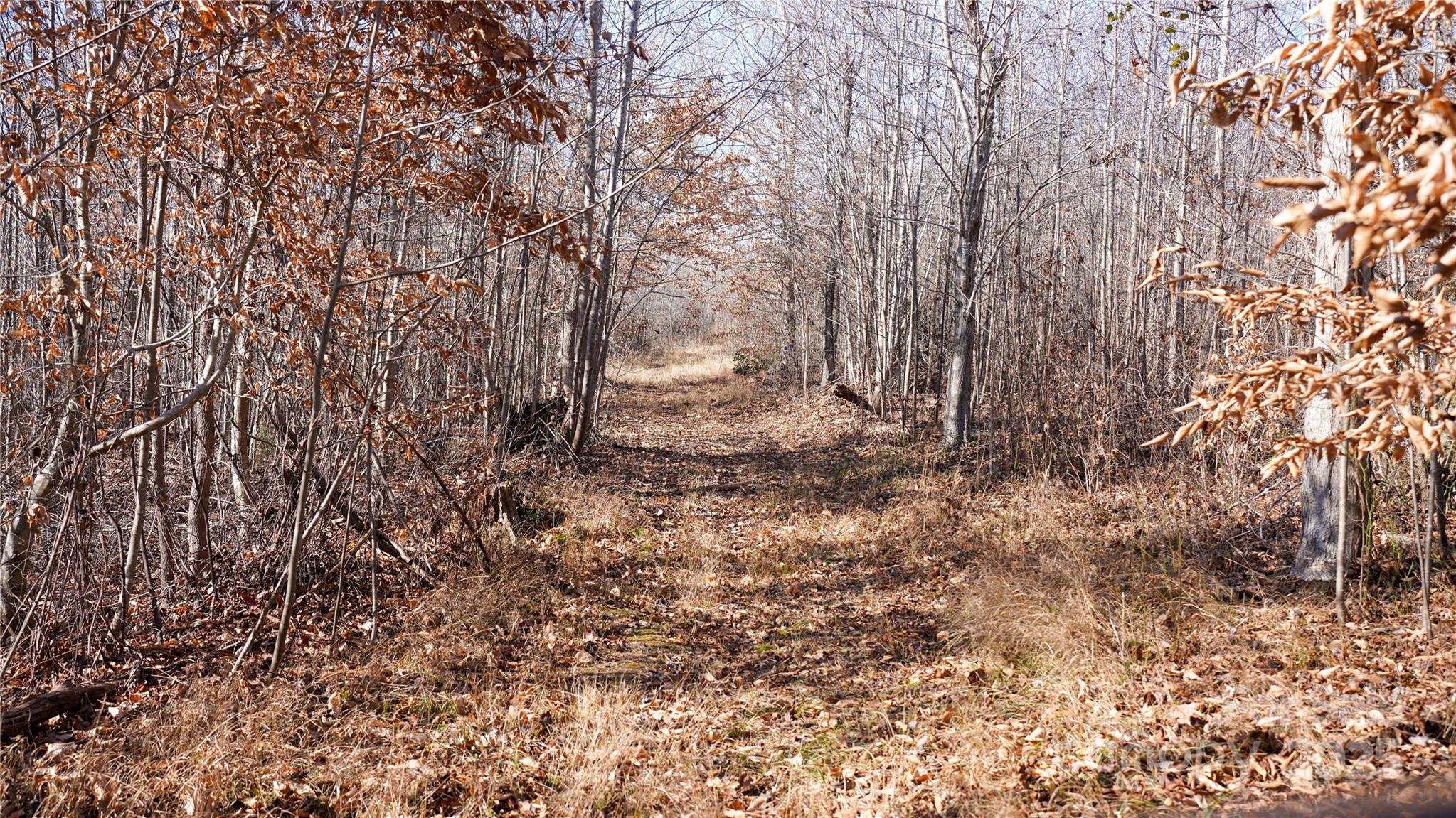 522 Whitworth Road Clover, SC 29710 - Photo 11 of 35 a view of a yard with a tree