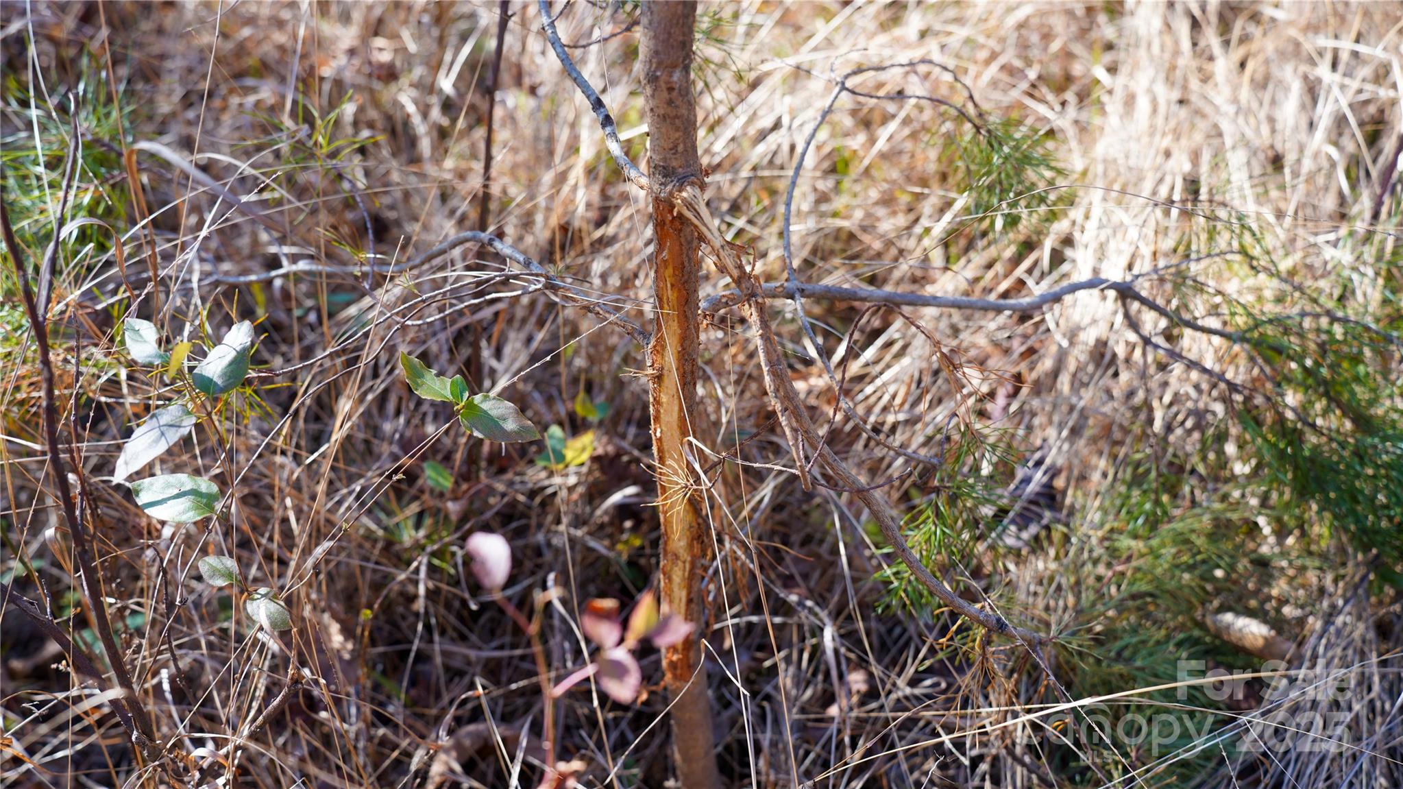 522 Whitworth Road Clover, SC 29710 - Photo 13 of 35 a backyard of a house with lots of green space