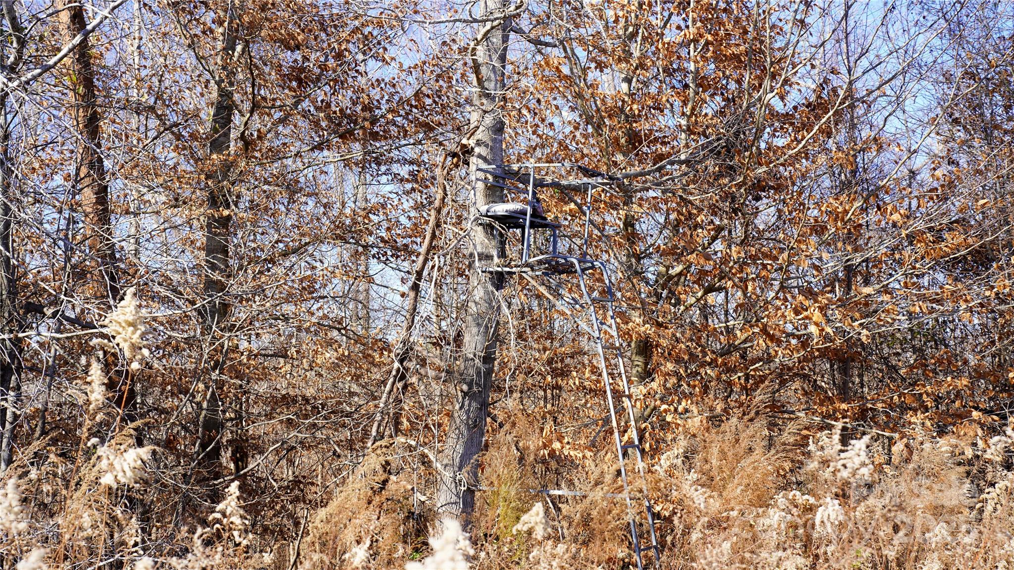 522 Whitworth Road Clover, SC 29710 - Photo 19 of 35 a view of a tree