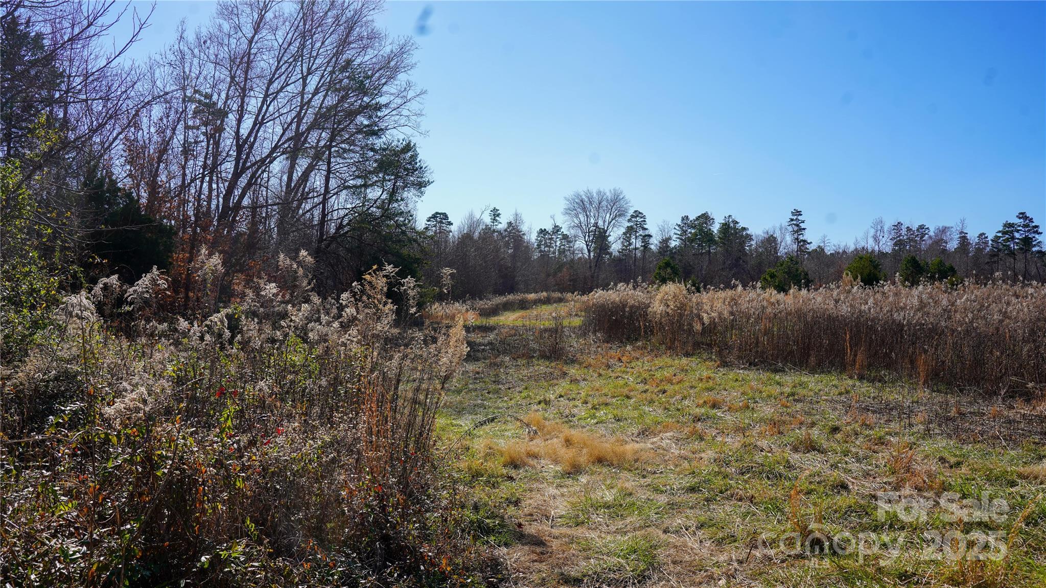 522 Whitworth Road Clover, SC 29710 - Photo 2 of 35 a view of a forest with a tree in the background