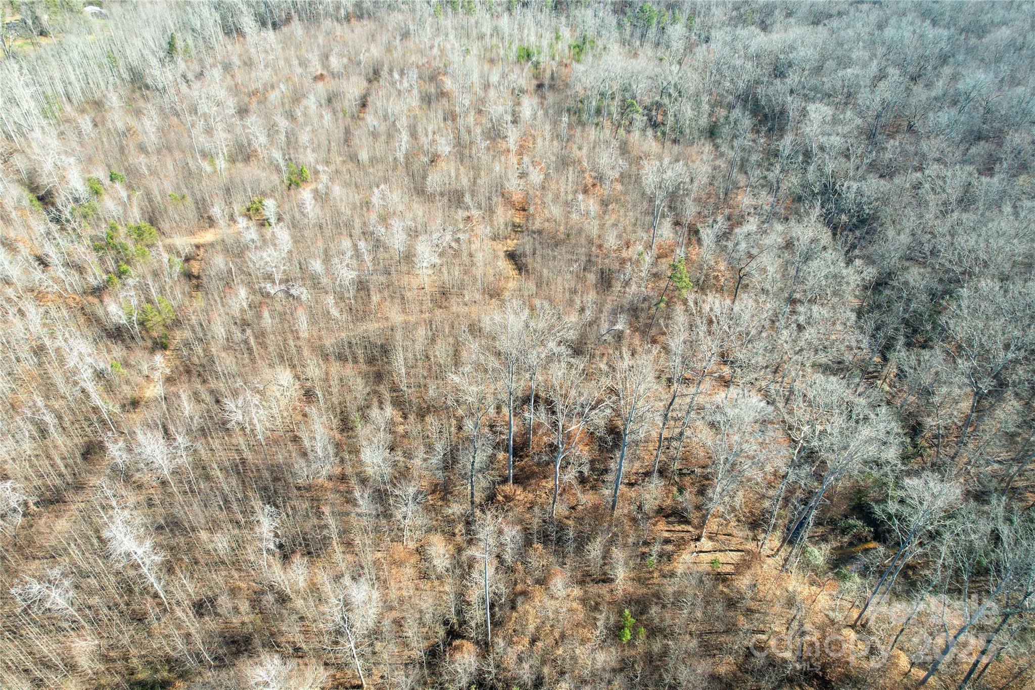 522 Whitworth Road Clover, SC 29710 - Photo 34 of 35 a close up of a plant
