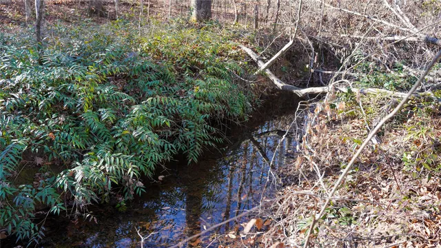 a view of a forest with a tree